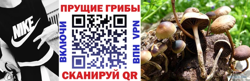 как найти Приозерск нарко площадка состав Псилоцибиновые грибы Psilocybe